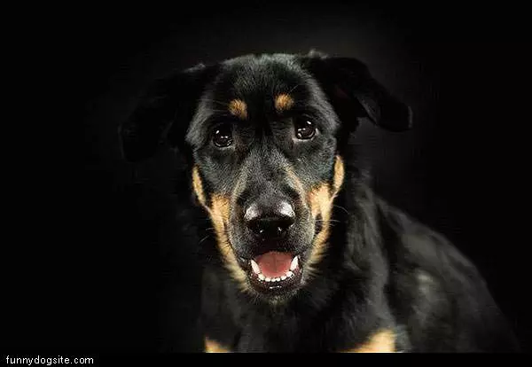Cool Terrier