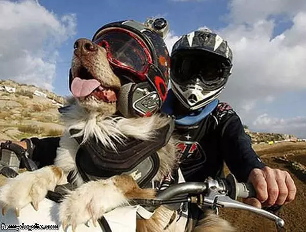 Moto Dog