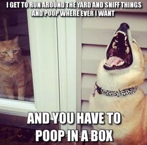 Some Dog Humor