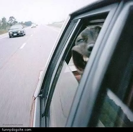 Dog Wind
