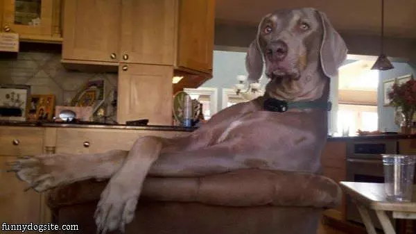 Cool Relaxed Dog