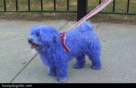 Blue Dog