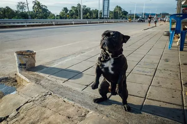 Woof