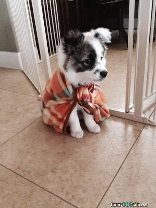 I Am The Super Pup