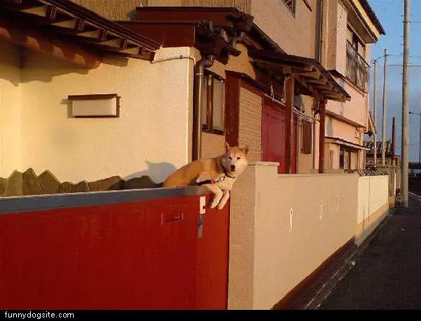 Dog On Balcony