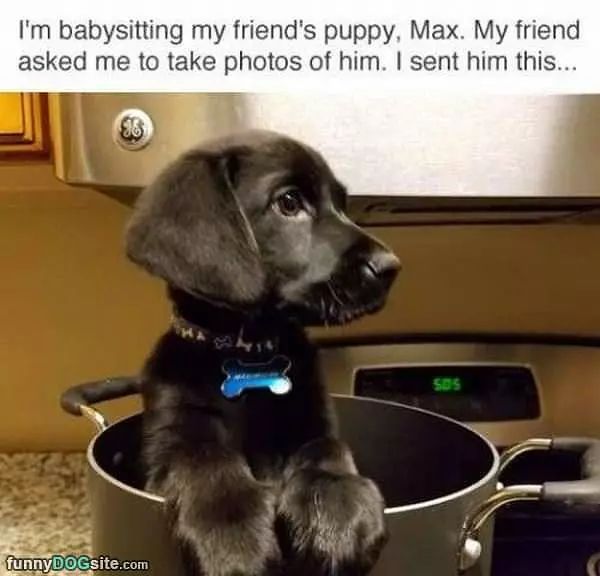 Babysitting A Puppy