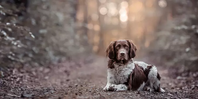 Small Munsterlander dog
