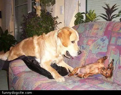 Dog Fight