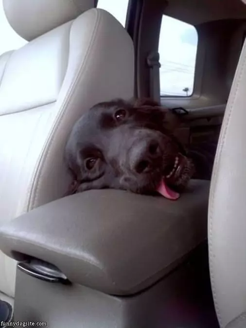 Back Seat Is Awesome