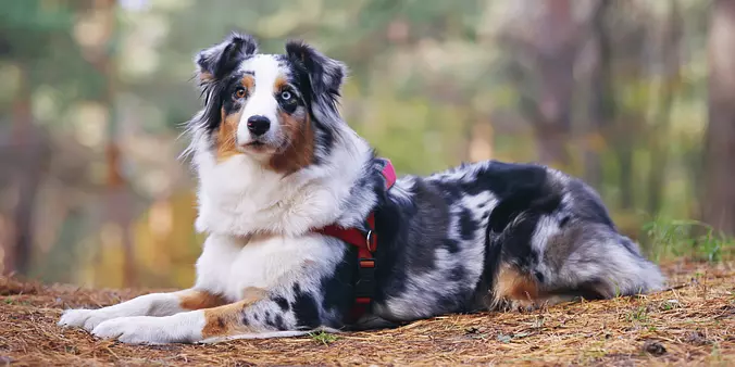 Australian Shepherd
