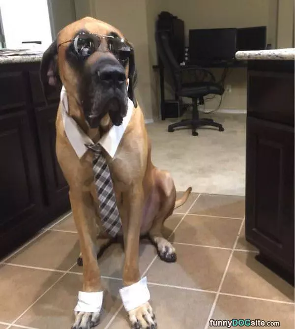 Dressed Up So Cool