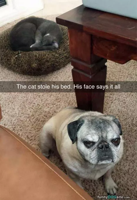 Cat Stole My Bed Face