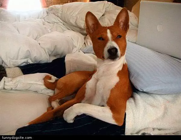 Whats Up Dog