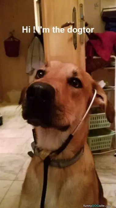 The Dogtor