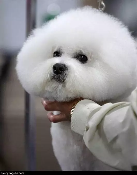 Fluffy White Head