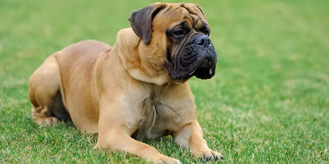 Mastiff