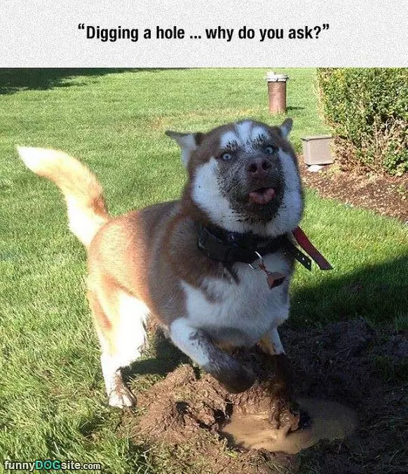 Hey Dog What Are You Doing