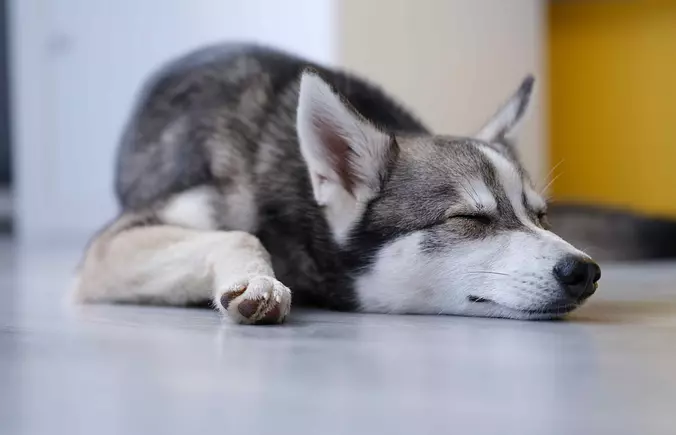 Alaskan Klee Kai Sleeping