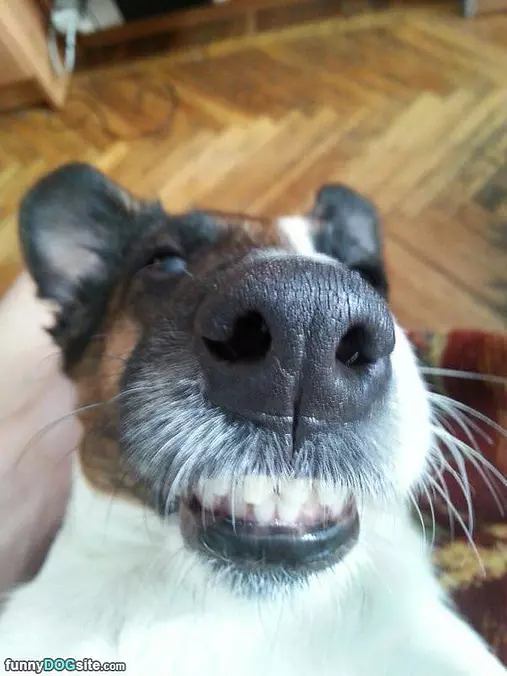 My Little Smile