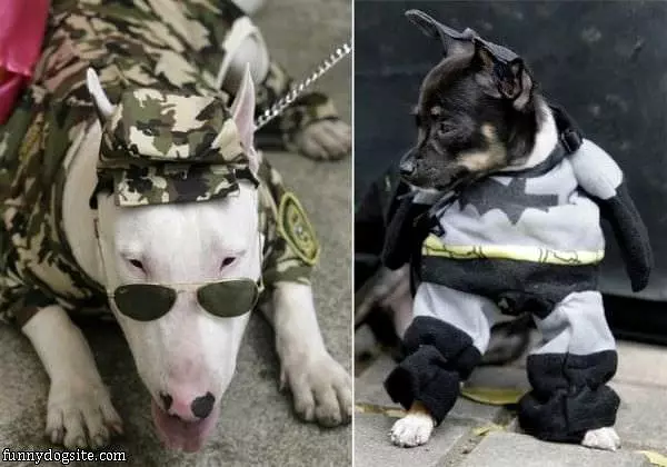 Dog Costumes