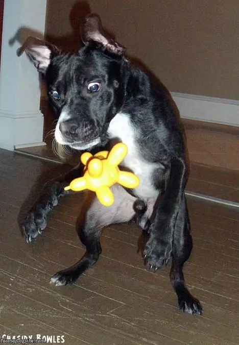 I Want That Toy