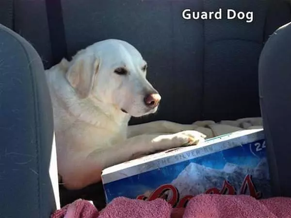My Guard Dog