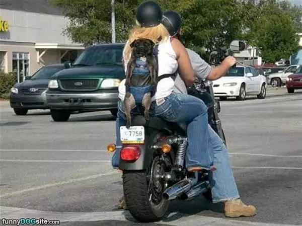 Backpack Dog