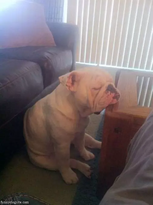 Sleepy But Want Snacks