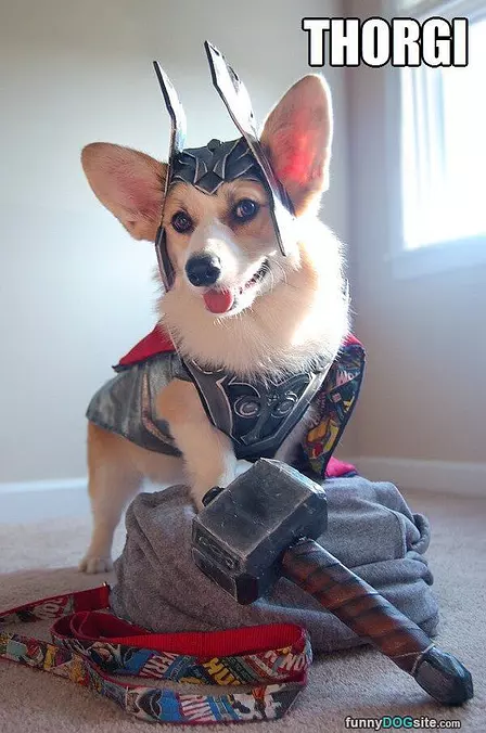 Thorgi