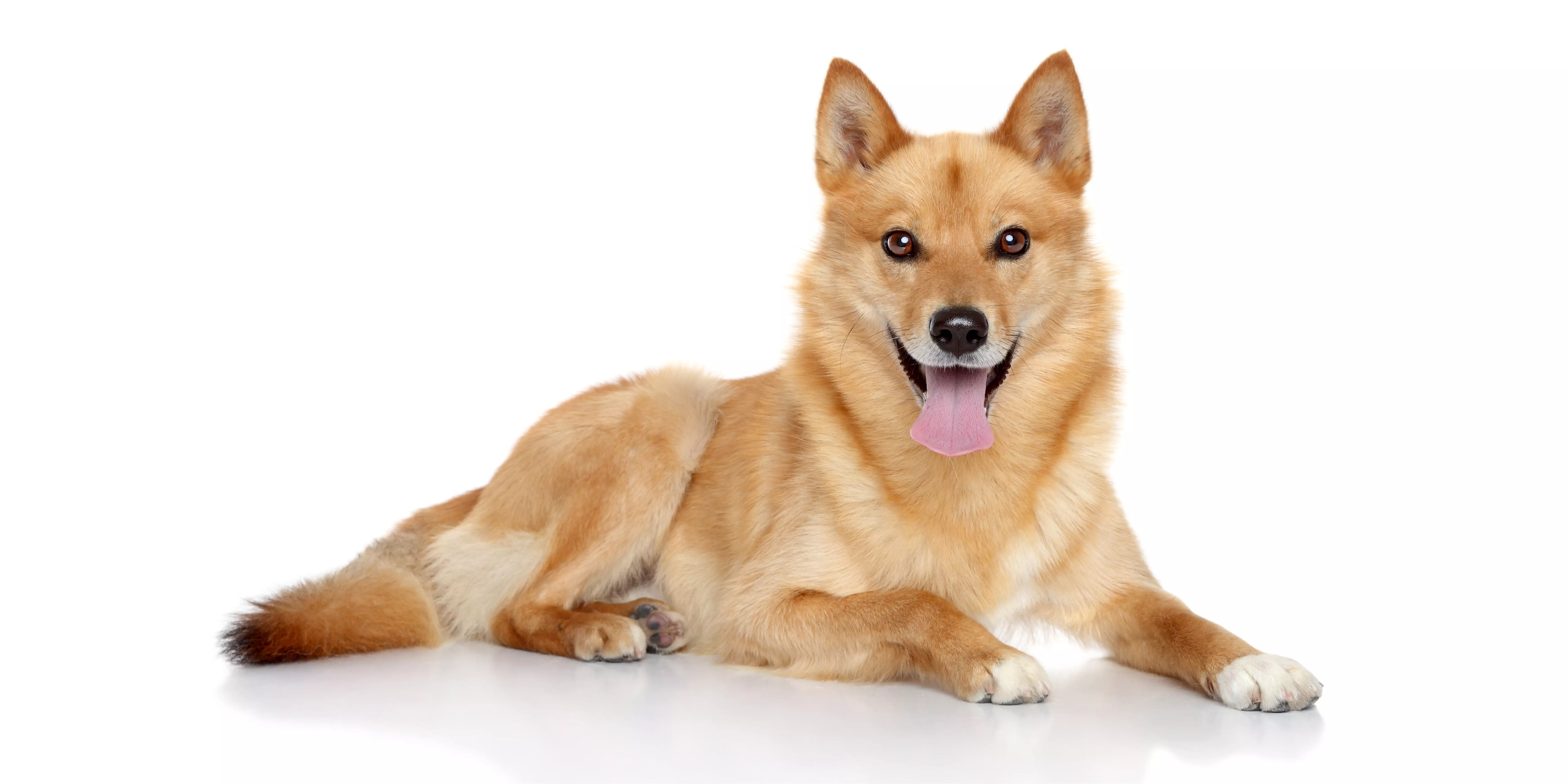 Finnish Spitz