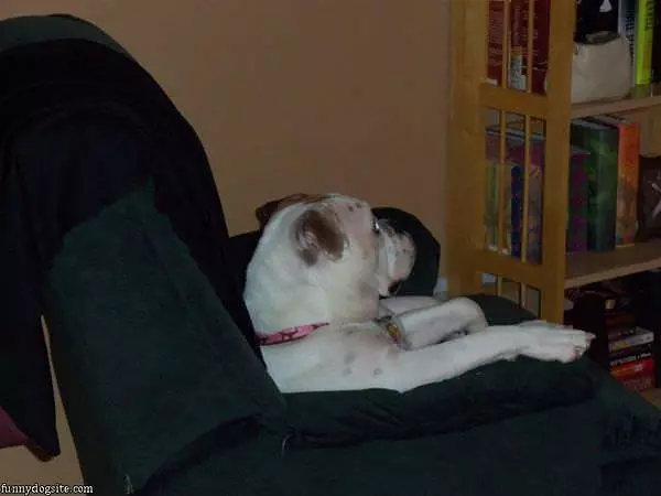 Just Watchinng Animal Planet