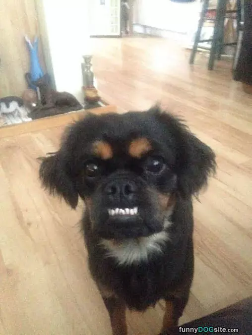 Pssst You Got Any Snacks