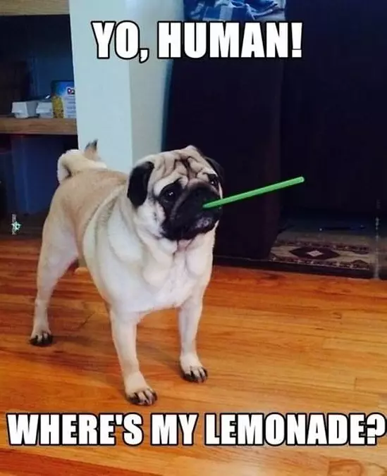 Yo Human