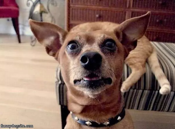 What Did You Just Say