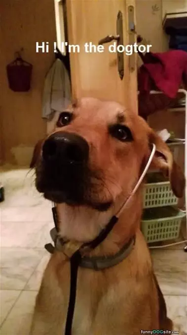 The Dogtor