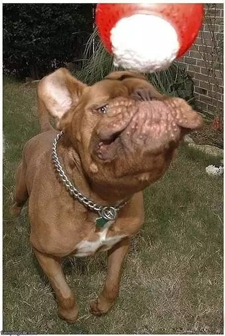 Arf