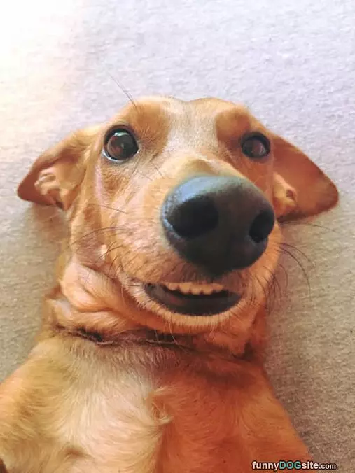 Smiler