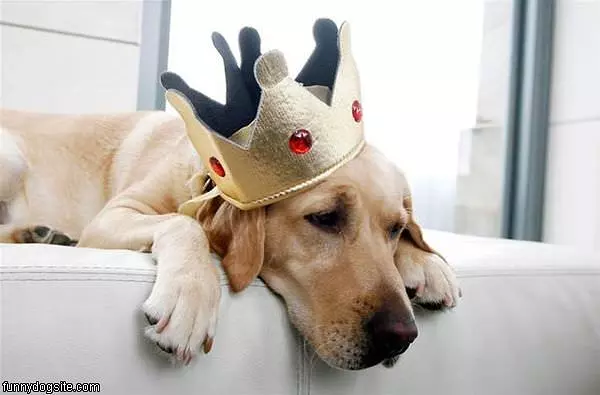 King Of Dogs