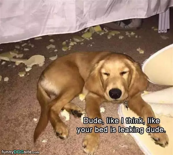 Dude Your Bed