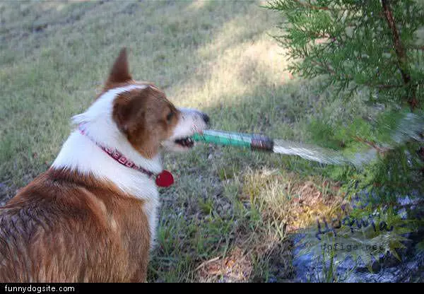 Watering The Lawn