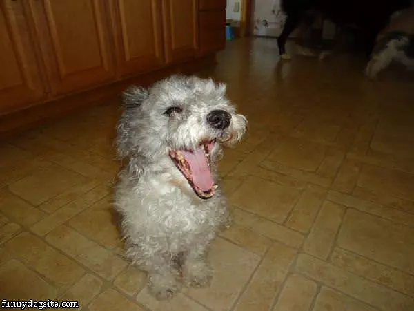 The Dog Yawn