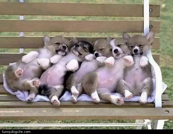 Sleeping Pups