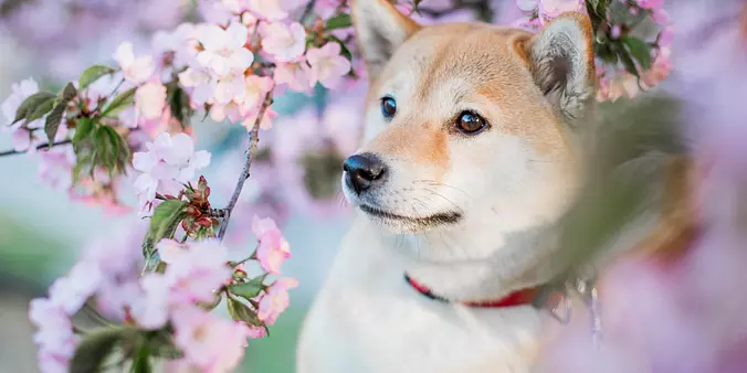 Shiba Inu dog