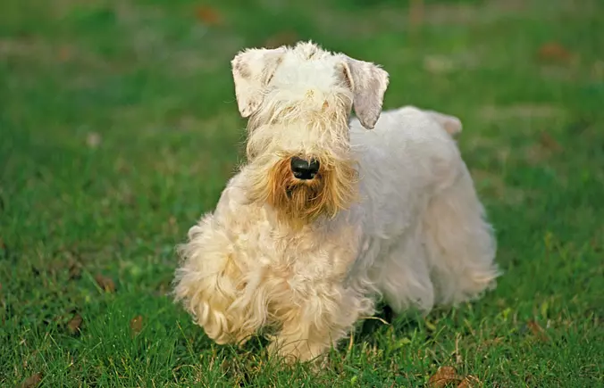 Sealyham Terrier cute
