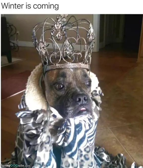 I Am The King Here