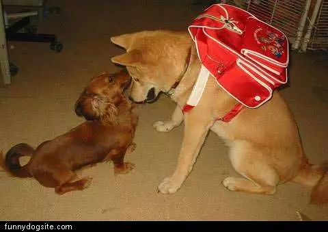 Yellow Dog With Backpack