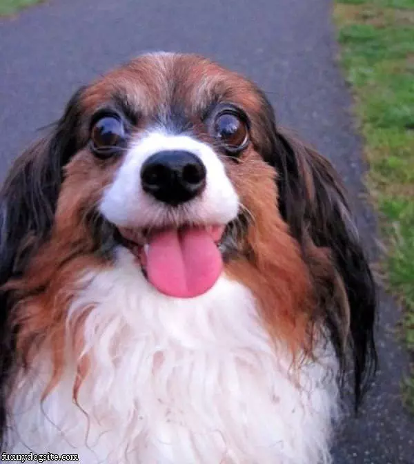 Happy Dog Is Happy