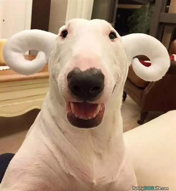 Nice Ears