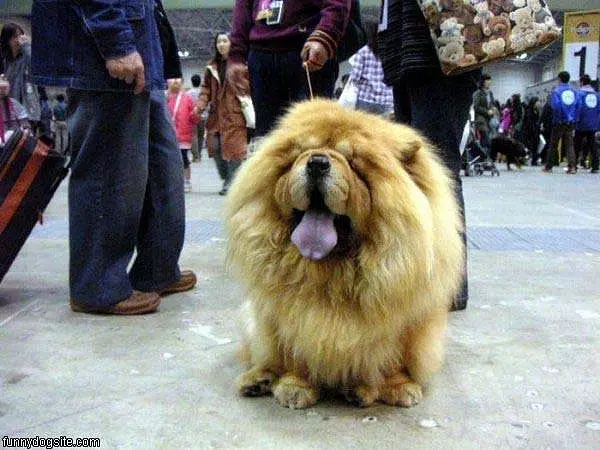 Extra Fluffy