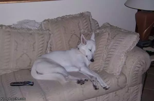 Dreaming Dog